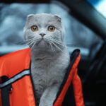 Seguridad en el coche para perros y gatos